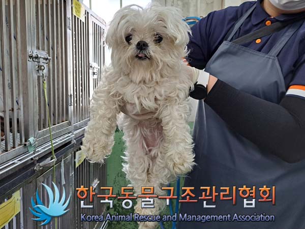 종료(입양) 말티즈…